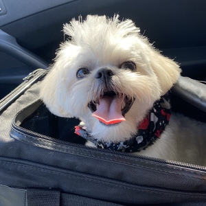 Fundraising Page: Frankie Ortiz